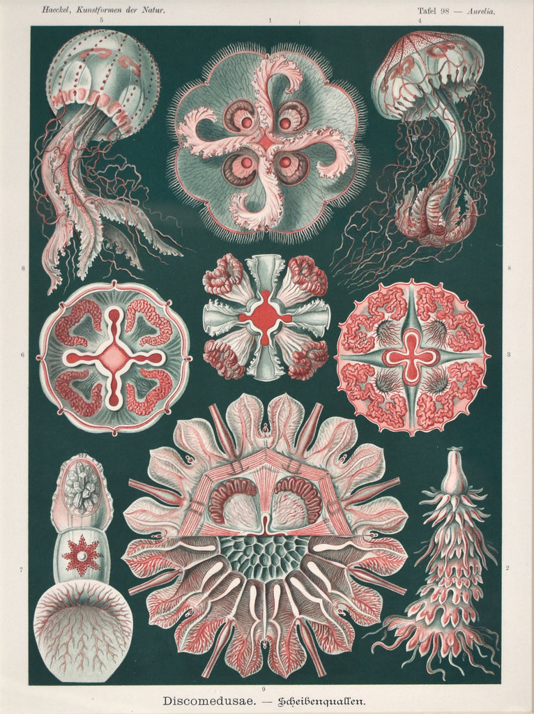 Aurelia: Haeckel 1904