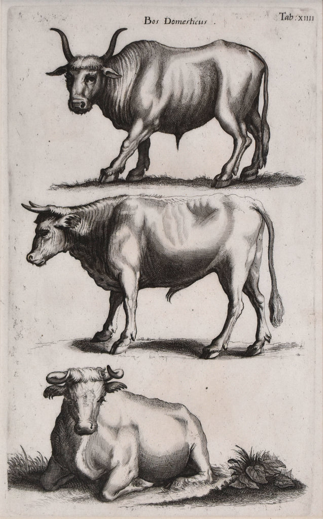 antique print of cattle