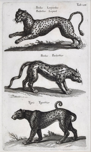 Antique print of a tiger, leopard, and panther