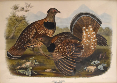 Antique print of a grouse
