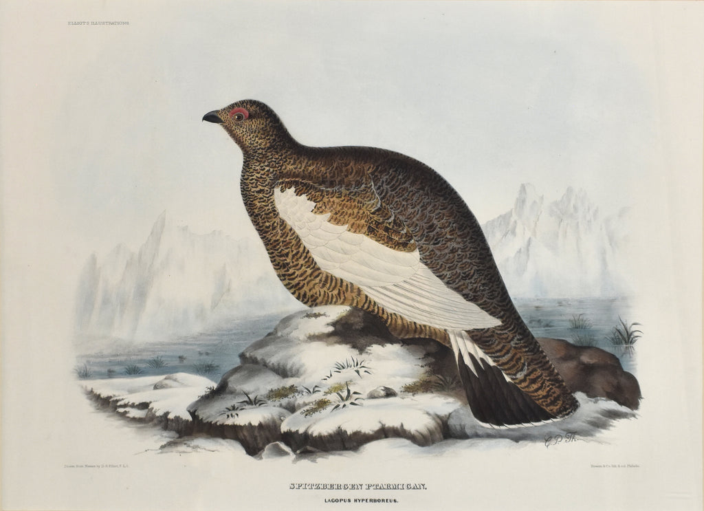 Spitzbergen Ptarmigan: Elliot 1865