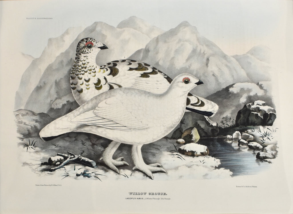 Antique print of grouse