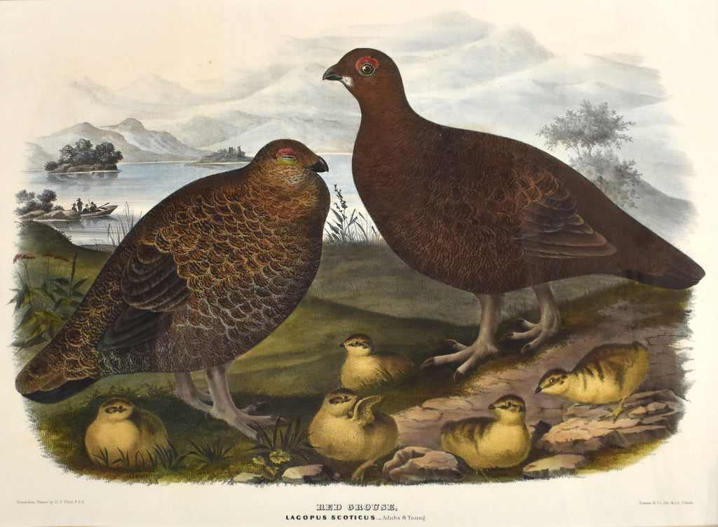 Red Grouse: Elliot 1865