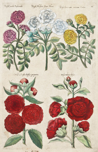 Old print of roses