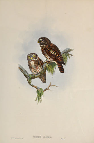 Antique print of two owls