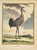 antique print of a crane