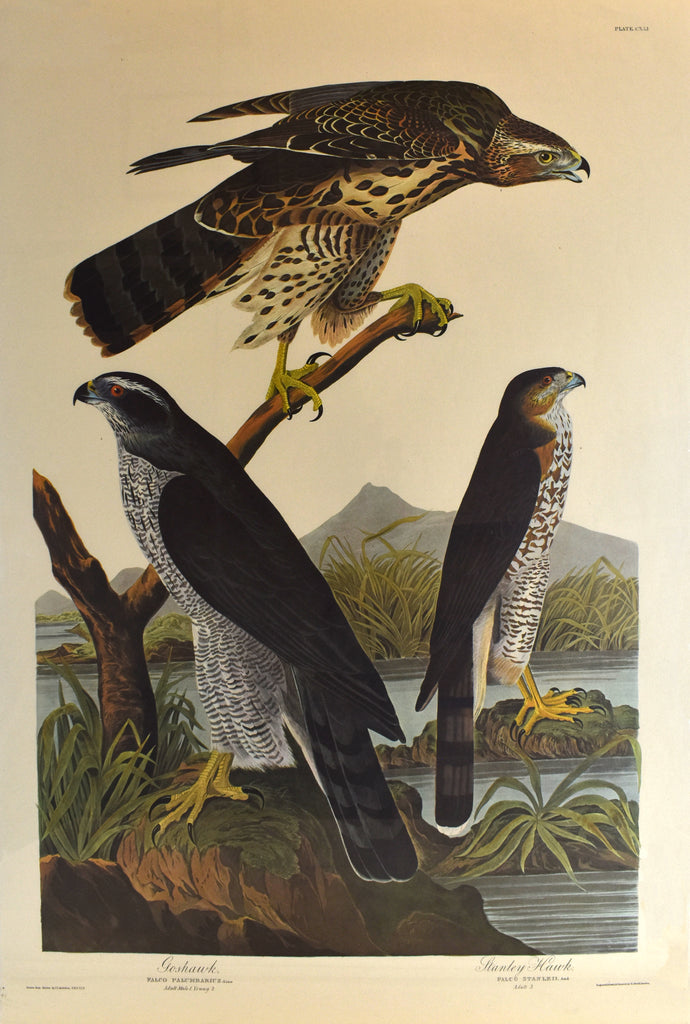 Old print of hawks