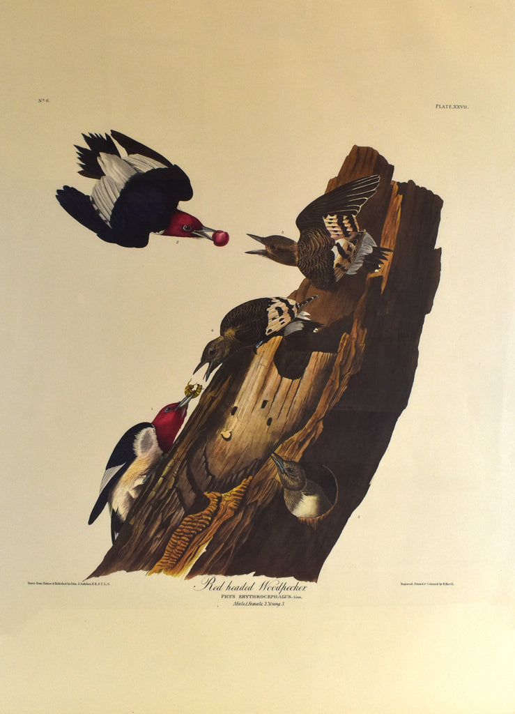Red headed Woodpecker, Plate XXVI: Audubon (Amsterdam Edition) 1827-38 [1971]
