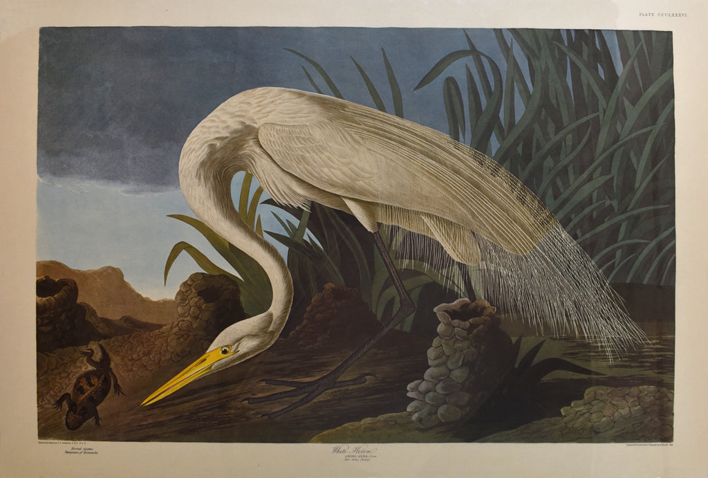 White Heron, Plate CCCLXXXVI: Audubon (Amsterdam Edition) 1837 [1971]