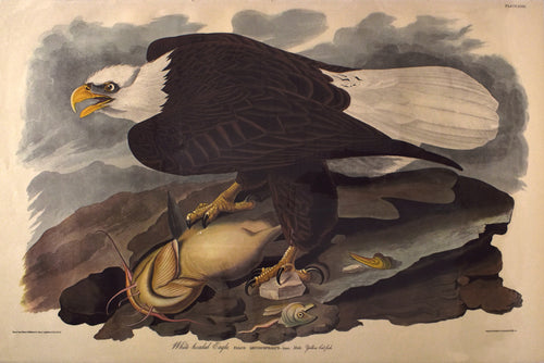 Old print of a bald eagle