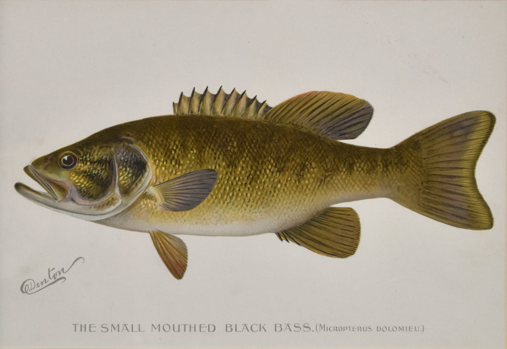 Antique print of a small mouthed bass