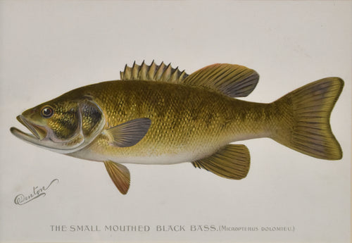 Antique print of a small mouthed bass