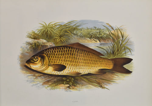 Old print of a carp