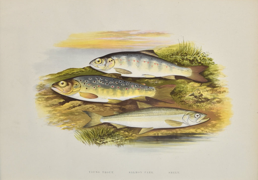 Young Trout, Salmon Parr, Smelt: Houghton 1879