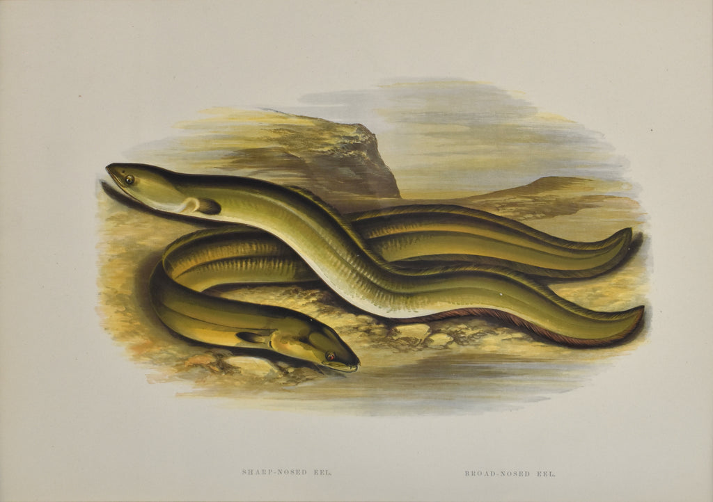 Sharp-Nosed Eel, Broad-Nosed Eel: Houghton 1879