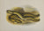 Sharp-Nosed Eel, Broad-Nosed Eel: Houghton 1879