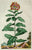 Old botanical print of milkweed