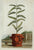 Herba Viva Chinensis Arborescens: Munting 1696