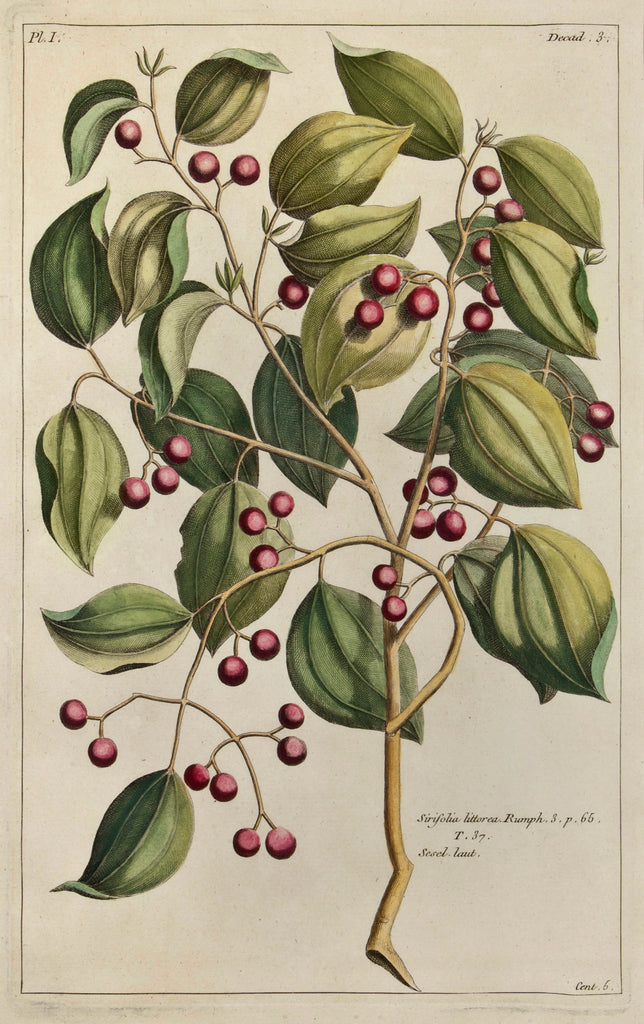 Sirifolia littorea: Buchoz c. 1776