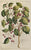 Sirifolia littorea: Buchoz c. 1776