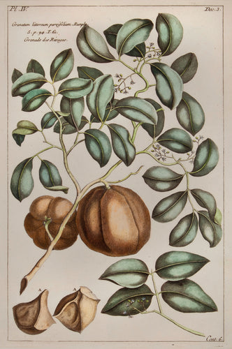 Old print of a pomegranate