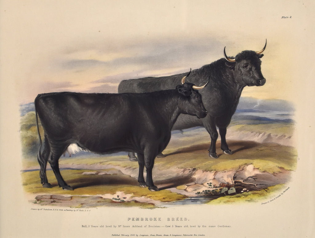 Pembroke Breed: Low 1840