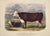 The Hereford Breed: Low 1842