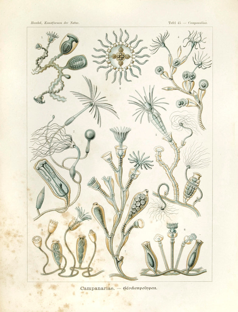Antique print of marine microorganisms
