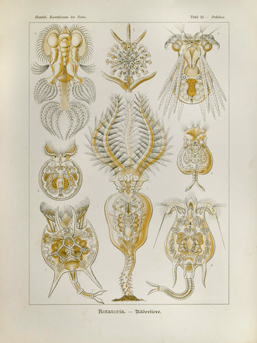 Old print of marine microorganisms