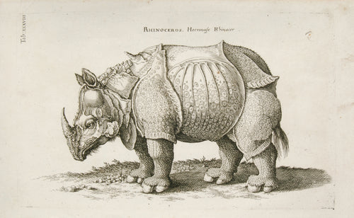 Antique print of a rhinoceros