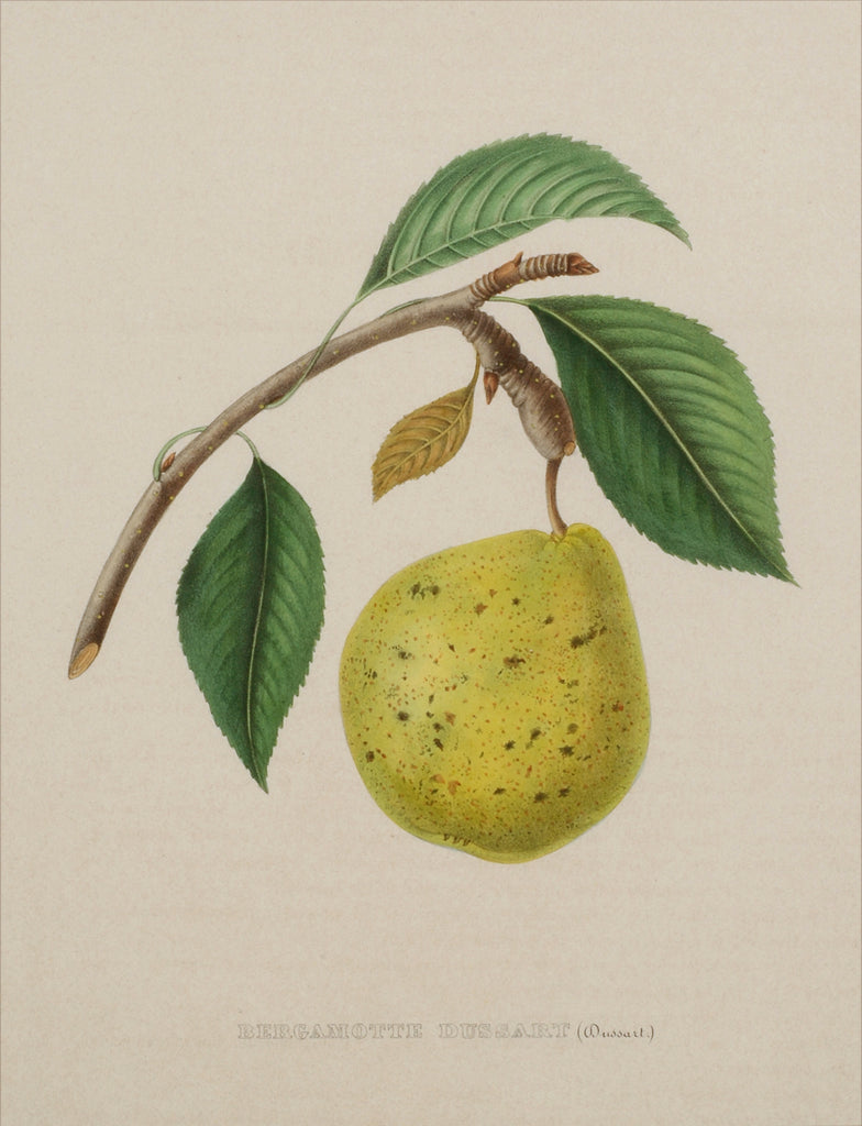 Old print of a pear