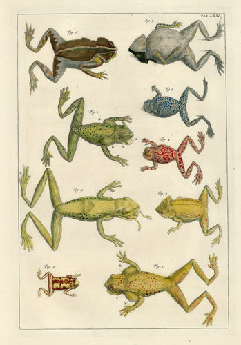 Old scientific print of frogs