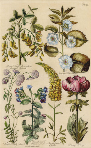 Old botanical print