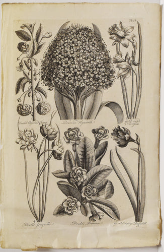 Old black and white botanical print