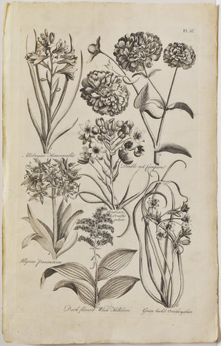 Old black and white botanical print