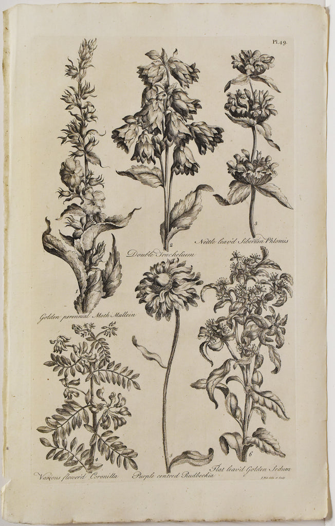 Old black and white print of flowers