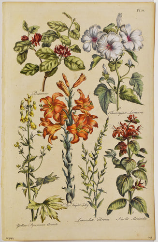 Old botanical print