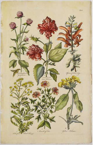 Old botanical print