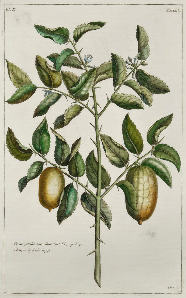 Old print of a kumquat