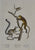 Lemur Catta, Lemur rufus, Lemur pusillus: Brodtmann 1824