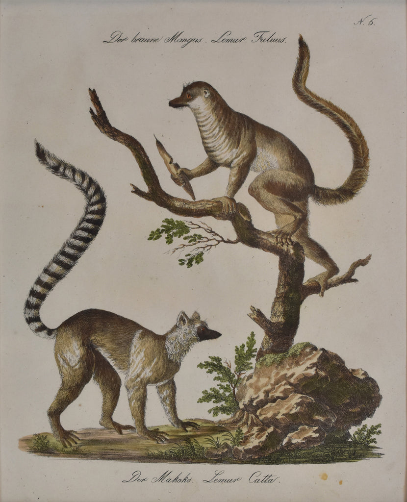 Lemur Fuluus, Lemur Catta: Brodtmann c. 1827