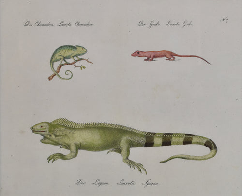 Old print of a gecko, chameleon, and iguana
