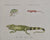 Old print of a gecko, chameleon, and iguana