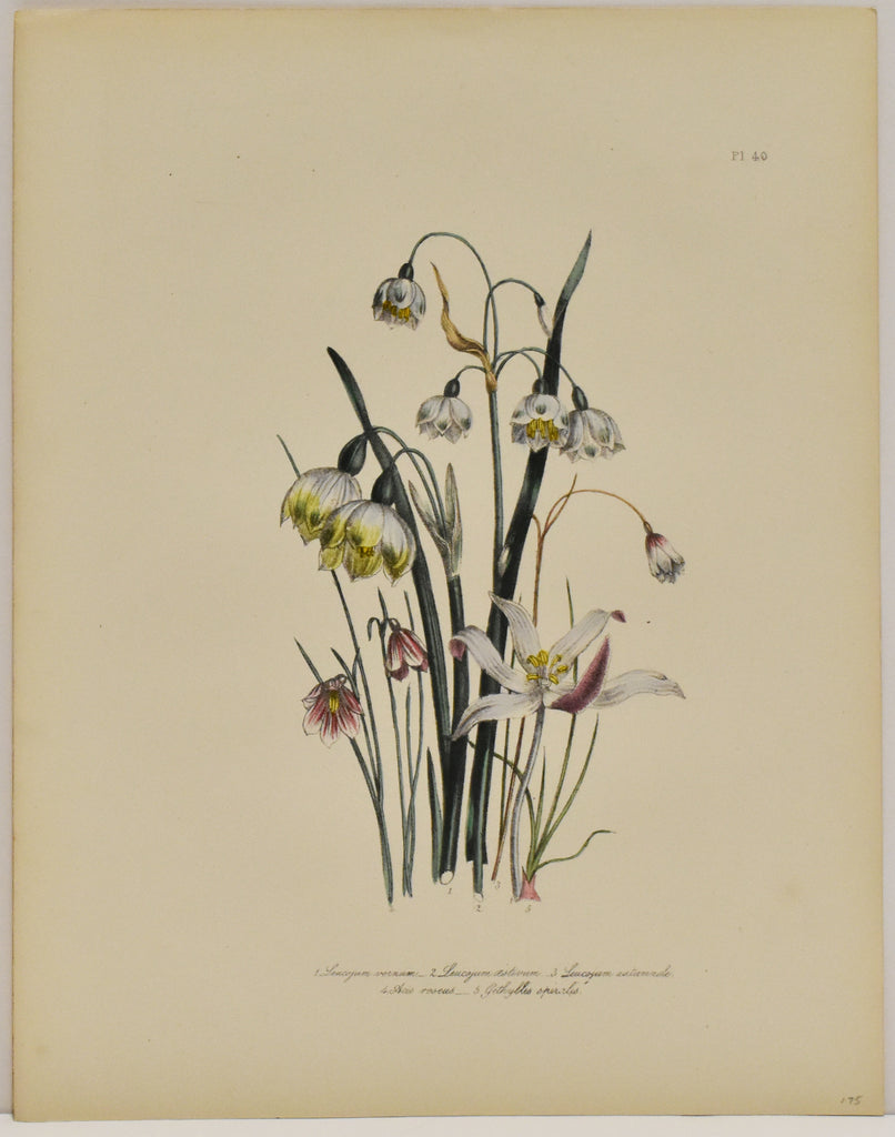 Leucojum Vernum: Loudon c. 1839