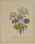Allium Coerulem: Loudon c. 1839
