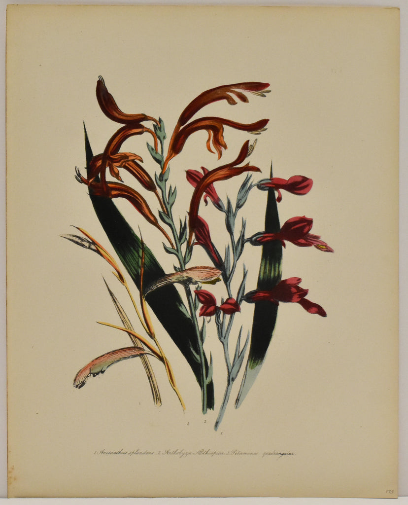 Anisanthus Splendens: Loudon c. 1839
