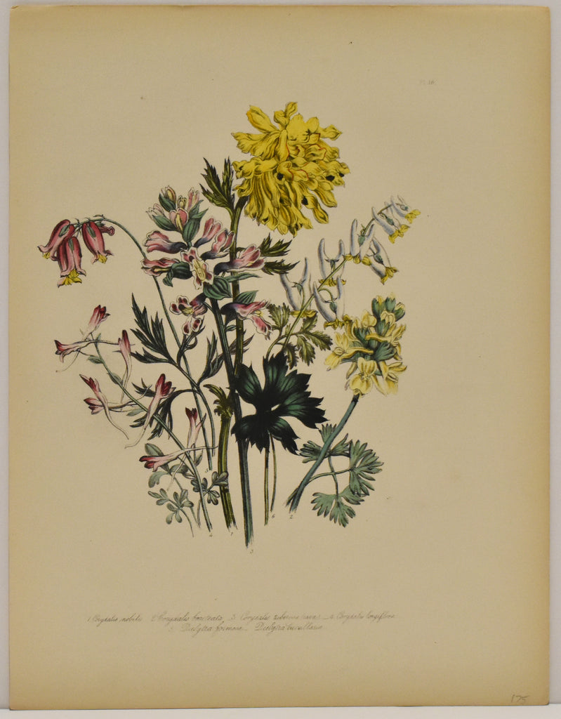 Corydalis Nobilis: Loudon c. 1839