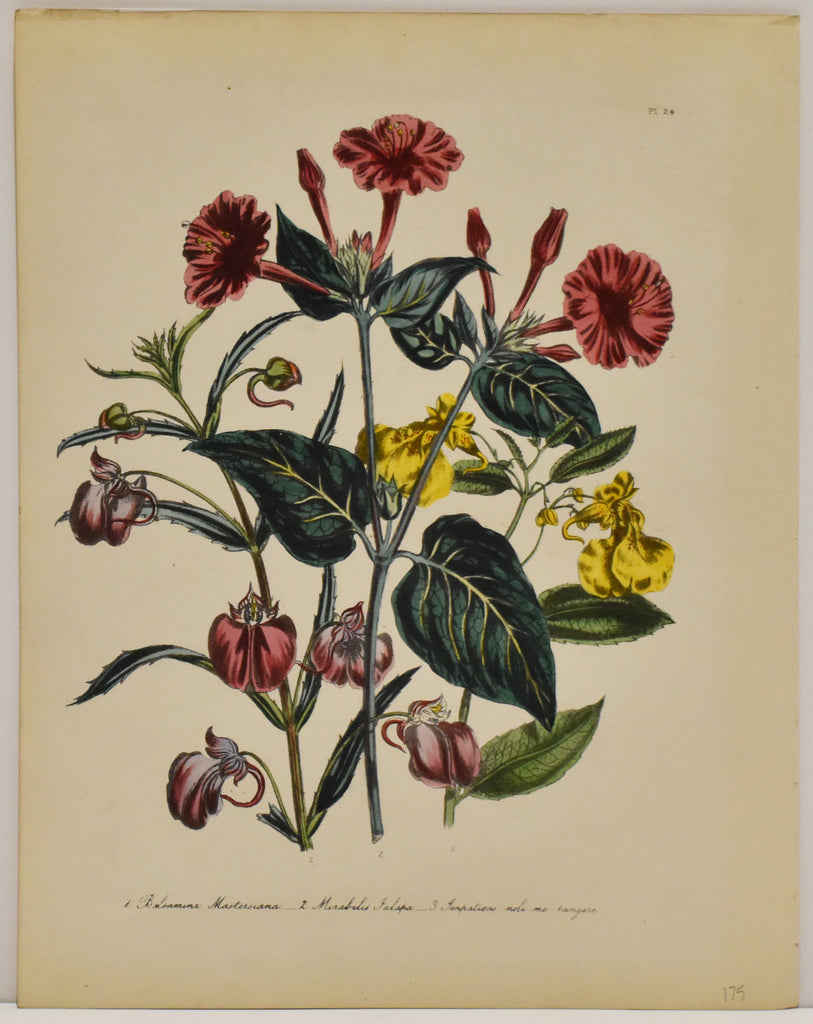 Balsamina Mastersiana: Loudon c. 1839