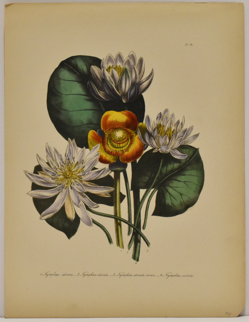 Nimphaea Advena: Loudon c. 1839