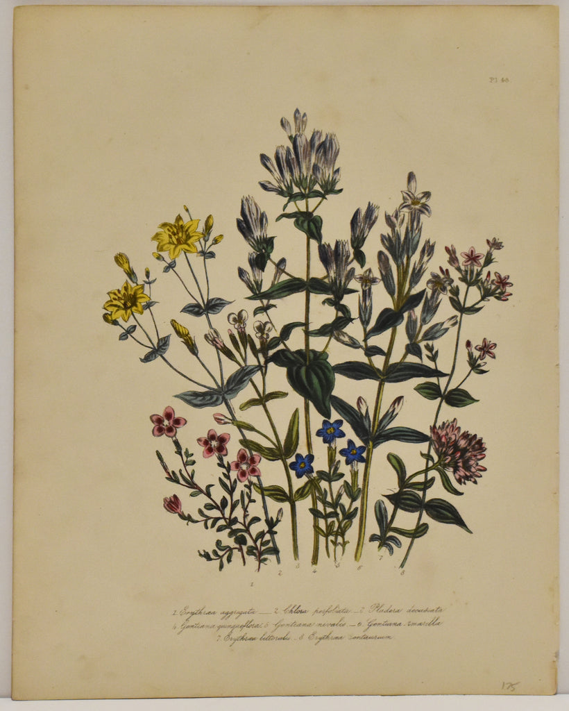 Erythraea Aggregata: Loudon c. 1839